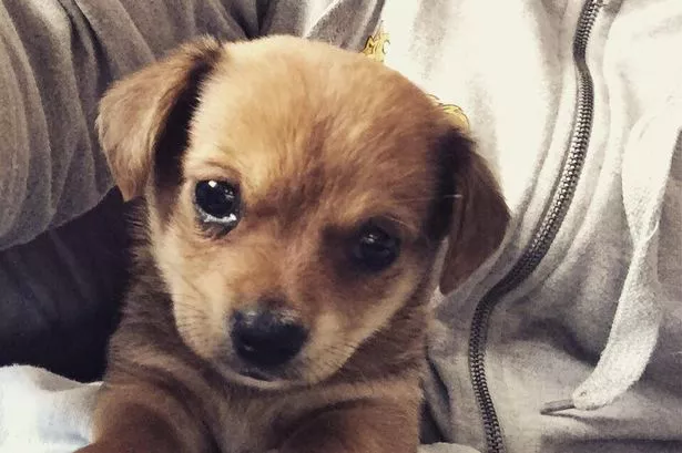 On National Puppy Day, we challenge you not to fall in love with one of these adorable pooches!